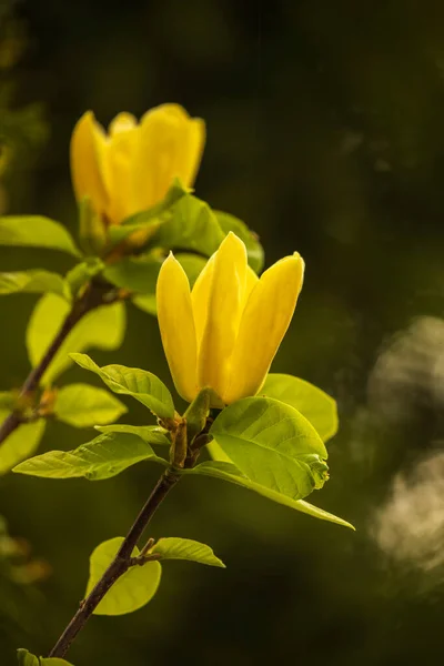 Indah Kuning Magnolia Blossom — Stok Foto