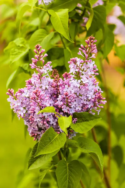 Strzykawka Pospolita Liliowa Lub Pospolita Gatunek Rośliny Rodziny Oliwkowatych Oleaceae — Zdjęcie stockowe