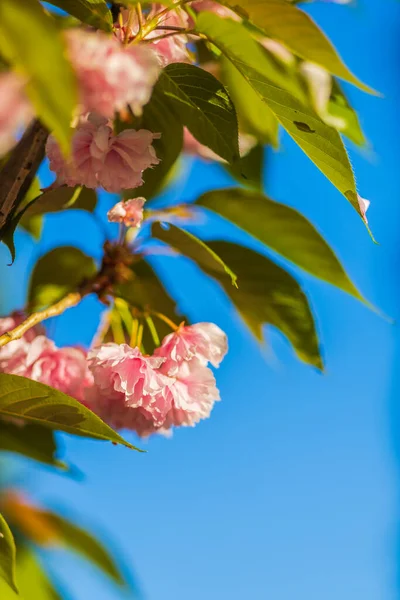 Prunus Kanzan Cseresznye Rózsaszín Dupla Virágokkal Vörös Levelekkel Közelről — Stock Fotó