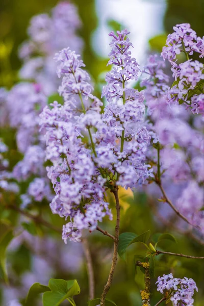 Strzykawka Pospolita Liliowa Lub Pospolita Gatunek Rośliny Rodziny Oliwkowatych Oleaceae — Zdjęcie stockowe