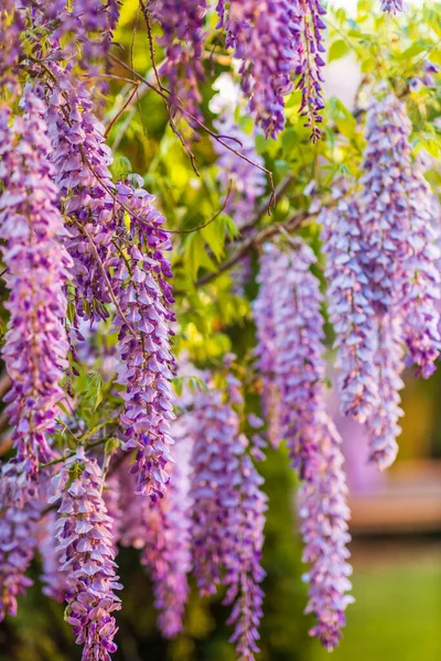 Purple wisteria flowers in spring