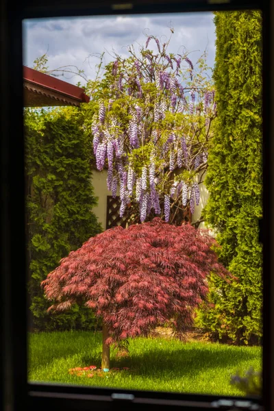 Red foliage of the weeping Laceleaf Japanese Maple tree (Acer palmatum) in garden