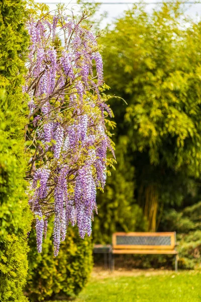 Flores Glicina Púrpura Primavera —  Fotos de Stock