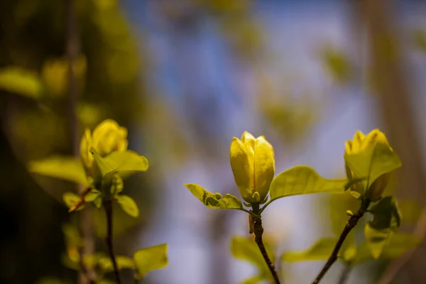 Прекрасний Цвіт Жовтої Магнолії — стокове фото