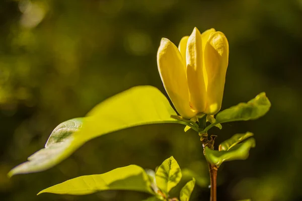 Beautiful Yellow Magnolia Blossom — Stock Photo, Image