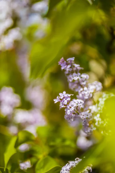 Syringa Vulgaris Lilac Common Lilac Species Flowering Plant Olive Family — Stock Photo, Image