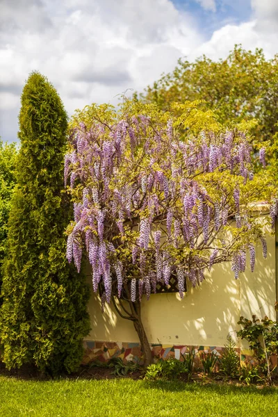 Flores Glicina Púrpura Primavera —  Fotos de Stock