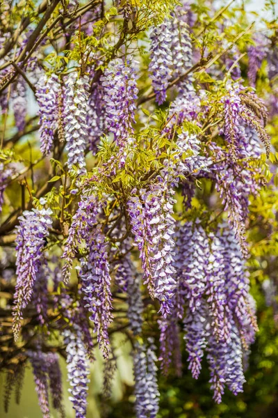 Purple wisteria flowers in spring