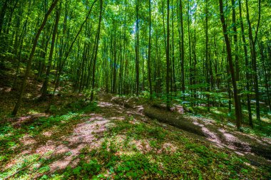 Yeşil ormanda güneş ışığı, bahar zamanı.