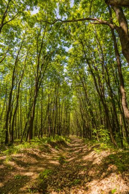 Yeşil ormanda güneş ışığı, bahar zamanı.