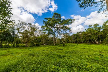 Yeşil ormanda güneş ışığı, bahar zamanı.
