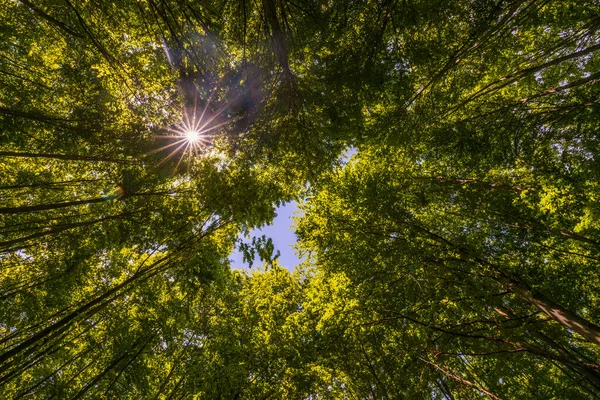 Jaro Letní Slunce Svítí Skrze Korunu Vysokých Stromů — Stock fotografie
