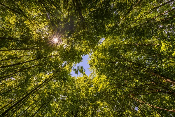 Jaro Letní Slunce Svítí Skrze Korunu Vysokých Stromů — Stock fotografie