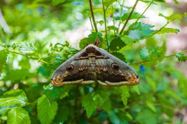 huge butterfly Saturnia pyri on a green leaves clipart