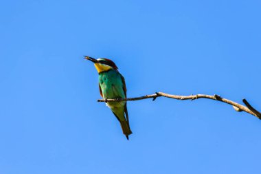 Avrupa Arı Yiyen Kuşu (Merops apiaster) gagasında bir böcek tutuyor