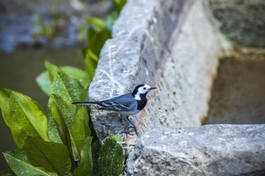 Beyaz Wagtail (Motacilla alba) adlı güzel siyah beyaz kuş, doğada yan profilini gösteriyor.