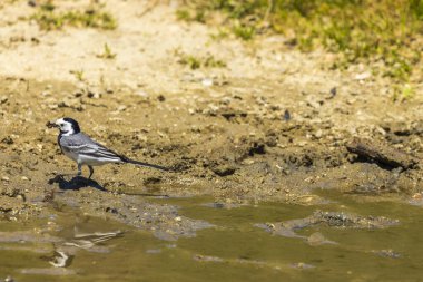 Beyaz Wagtail (Motacilla alba) adlı güzel siyah beyaz kuş, doğada yan profilini gösteriyor.