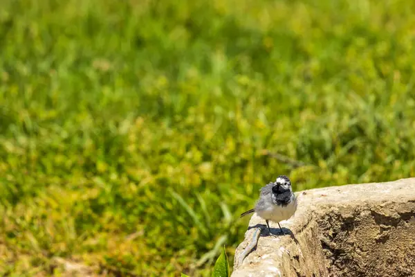 Vacker Svart Och Vit Fågel Man Vit Wagtail Motacilla Alba — Stockfoto