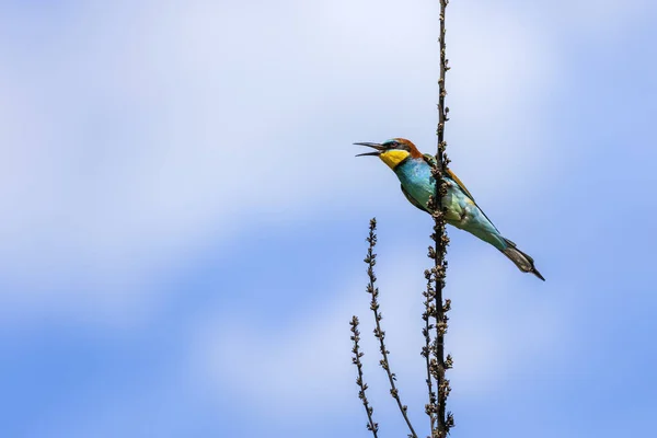 Europeisk Biätande Fågel Merops Apiaster Gren — Stockfoto