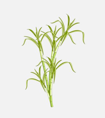 Alan şeker kamışı vektör