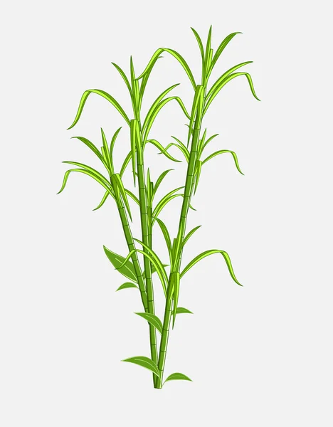 Vector de caña de azúcar fresca — Vector de stock