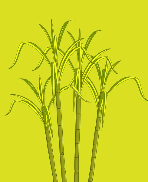 Growing Sugarcane Plant Vector — Stock Vector