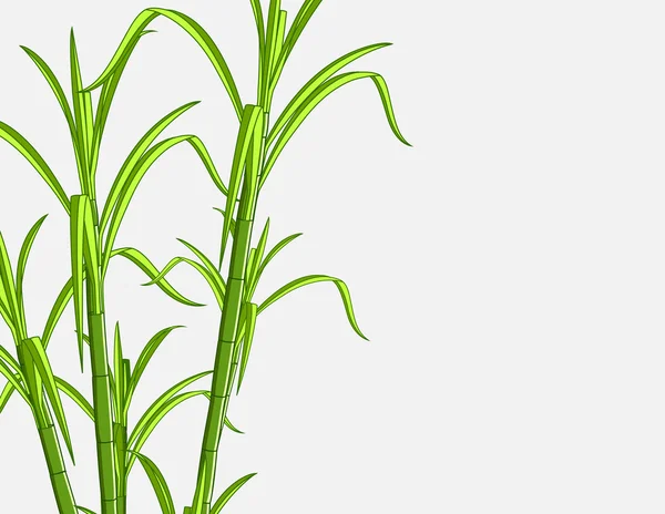 竹子植物背景 — 图库矢量图片