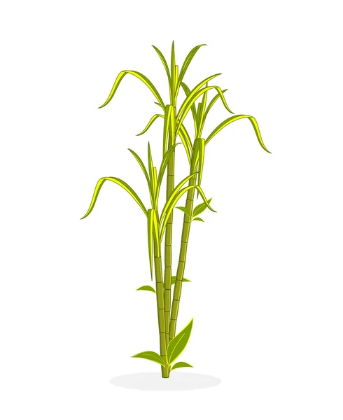 Green Sugarcane Plant — Stock Vector