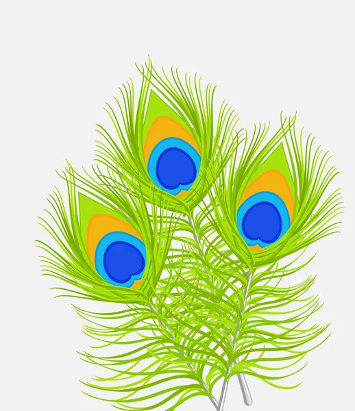 緑の孔雀の羽 — ストックベクタ