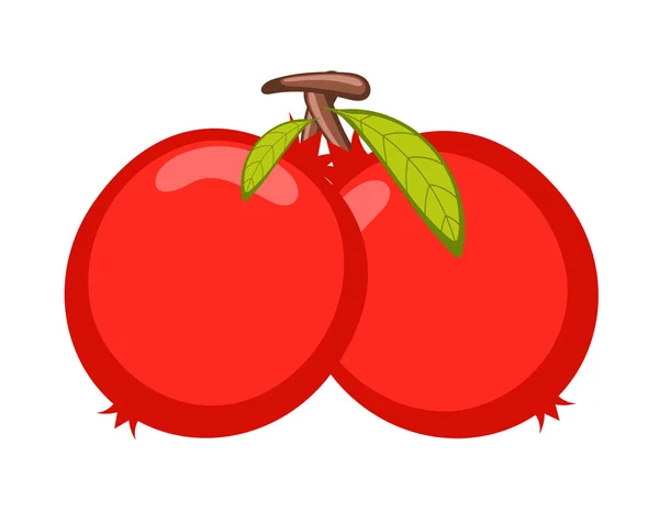 Pomegranate Fruits Vector — Stock Vector