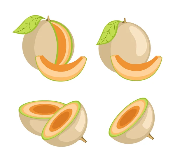 Vector de frutas de melón — Archivo Imágenes Vectoriales