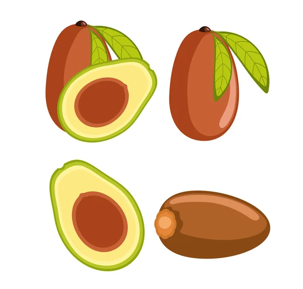 Avocado Section Vector — Stockový vektor