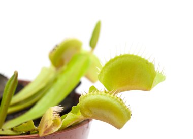 sinekkapan bitkisi tesisi