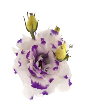 beyaz izole beyaz ve mavi Lisianthus çiçek