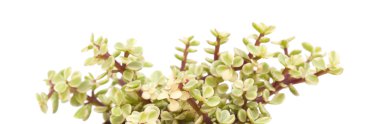 İzole Portulacaria afra