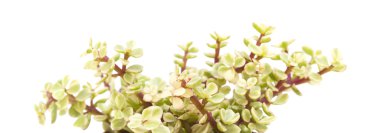 İzole Portulacaria afra