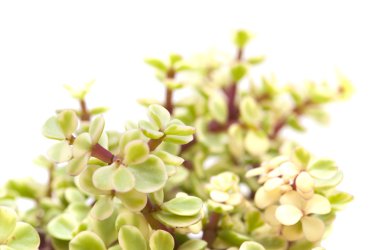 İzole Portulacaria afra