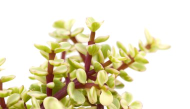 İzole Portulacaria afra