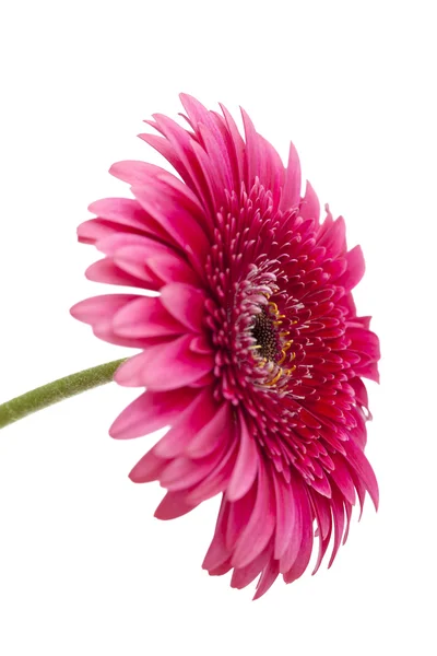 Bright pink gerbera isolated on white — Stock Photo, Image