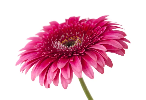 Bright pink gerbera isolated on white — Stock Photo, Image