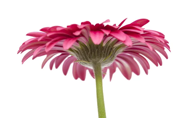 Gerbera rosa brilhante isolado em branco — Fotografia de Stock