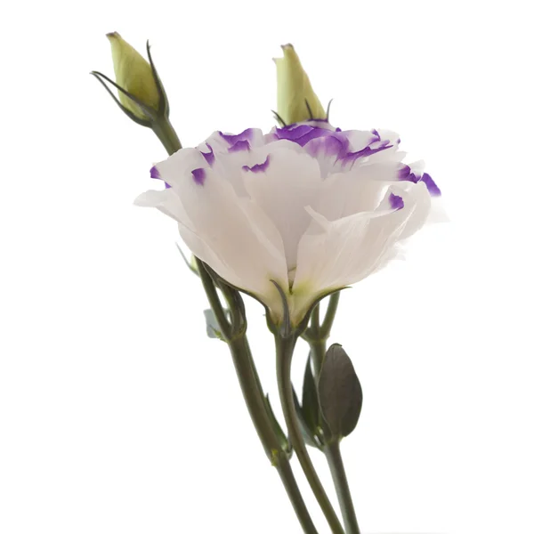 Flor de Lisianthus branca e azul isolada sobre branco — Fotografia de Stock