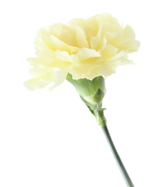 창백한 노란색 카네이션 꽃 절연 — 스톡 사진