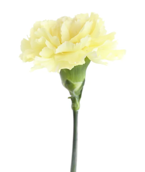 Bleke geel carnation bloemen geïsoleerd — Stockfoto