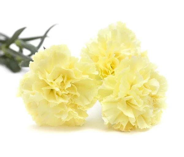 Bleke geel carnation bloemen geïsoleerd — Stockfoto