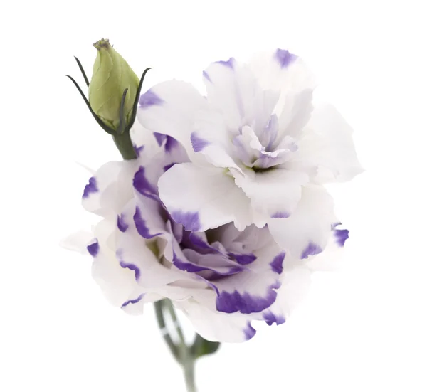 Fiore di Lisianthus bianco e blu isolato su bianco — Foto Stock