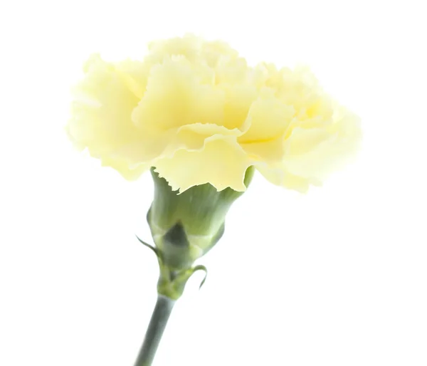 Bleke geel carnation bloemen geïsoleerd — Stockfoto