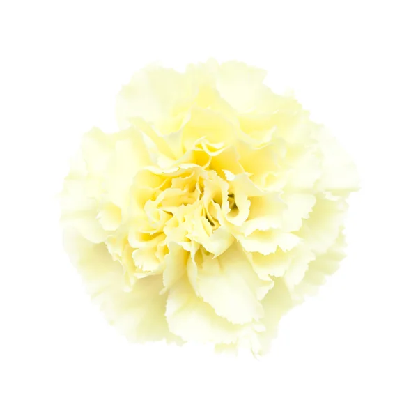 Pale yellow carnation flowers isolated — Stock Photo, Image