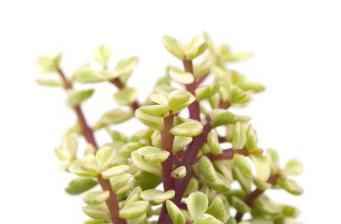 İzole Portulacaria afra