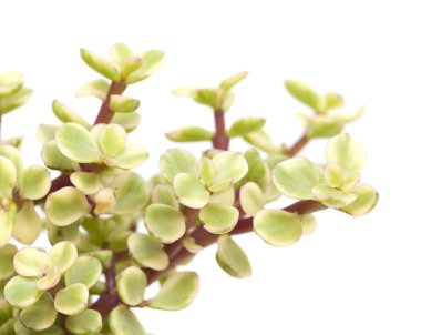 İzole Portulacaria afra